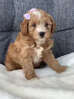 Ashley, a female Miniature Goldendoodle for sale in Fredericksburg, OH – Photo 10 of 10