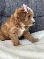 Ashley, a female Miniature Goldendoodle for sale in Fredericksburg, OH – Photo 3 of 10