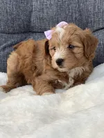 Ashley, a female Miniature Goldendoodle for sale in Fredericksburg, OH – Photo 4 of 10