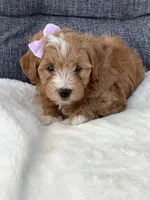 Ashley, a female Miniature Goldendoodle for sale in Fredericksburg, OH – Photo 7 of 10