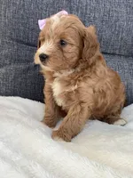 Ashley, a female Miniature Goldendoodle for sale in Fredericksburg, OH – Photo 6 of 10