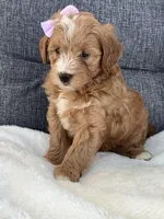 Ashley, a female Miniature Goldendoodle for sale in Fredericksburg, OH – Photo 1 of 10
