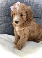 Ashley, a female Miniature Goldendoodle for sale in Fredericksburg, OH – Photo 8 of 10