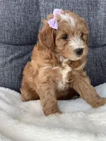 Ashley, a female Miniature Goldendoodle for sale in Fredericksburg, OH – Photo 2 of 10