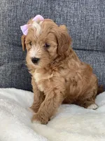 Ashley, a female Miniature Goldendoodle for sale in Fredericksburg, OH – Photo 5 of 10