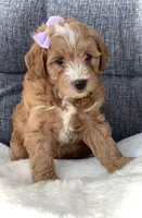 Ashley, a female Miniature Goldendoodle for sale in Fredericksburg, OH – Photo 9 of 10