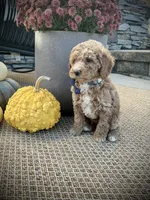 George, a male Miniature Goldendoodle for sale in Fredericksburg, OH – 9 of 10