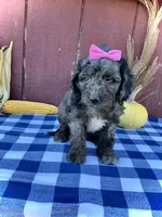 Daisy, a female Miniature Goldendoodle for sale in Fredericksburg, OH – 3 of 10