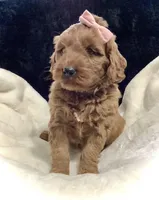 Luna, a female Miniature Goldendoodle for sale in Fredericksburg, OH – Photo 3 of 10
