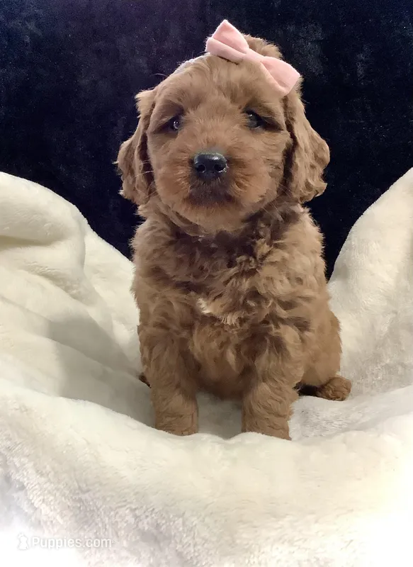 Luna, a female Miniature Goldendoodle for sale in Fredericksburg, OH – Photo 1 of 10