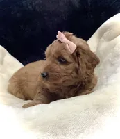 Luna, a female Miniature Goldendoodle for sale in Fredericksburg, OH – Photo 6 of 10