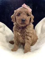 Luna, a female Miniature Goldendoodle for sale in Fredericksburg, OH – Photo 4 of 10