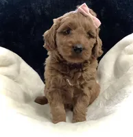 Luna, a female Miniature Goldendoodle for sale in Fredericksburg, OH – Photo 10 of 10