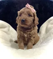 Luna, a female Miniature Goldendoodle for sale in Fredericksburg, OH – Photo 8 of 10