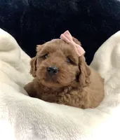 Luna, a female Miniature Goldendoodle for sale in Fredericksburg, OH – Photo 5 of 10