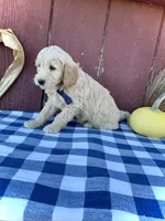 Phin, a male Miniature Goldendoodle for sale in Fredericksburg, OH – 4 of 10
