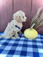 Scout, a male Miniature Goldendoodle for sale in Fredericksburg, OH – 7 of 10