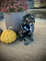 Trevor , a male Miniature Goldendoodle for sale in Fredericksburg, OH – 8 of 10