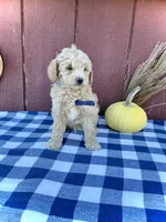 Scout, a male Miniature Goldendoodle for sale in Fredericksburg, OH – 9 of 10
