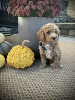 George, a male Miniature Goldendoodle for sale in Fredericksburg, OH – 10 of 10