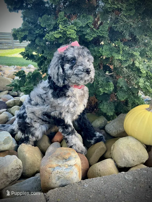 Zoey – Miniature Goldendoodle puppy for sale in Fredericksburg, OH