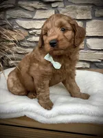 Boone, a male Miniature Goldendoodle for sale in Fredericksburg, OH – Photo 3 of 10