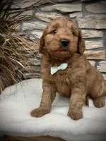 Boone, a male Miniature Goldendoodle for sale in Fredericksburg, OH – Photo 6 of 10