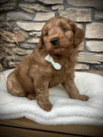 Boone, a male Miniature Goldendoodle for sale in Fredericksburg, OH – Photo 7 of 10