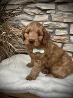 Boone, a male Miniature Goldendoodle for sale in Fredericksburg, OH – Photo 8 of 10