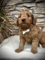 Boone, a male Miniature Goldendoodle for sale in Fredericksburg, OH – Photo 9 of 10
