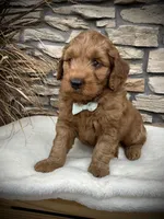 Boone, a male Miniature Goldendoodle for sale in Fredericksburg, OH – Photo 2 of 10