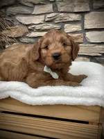 Boone, a male Miniature Goldendoodle for sale in Fredericksburg, OH – Photo 5 of 10