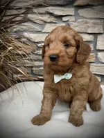 Boone, a male Miniature Goldendoodle for sale in Fredericksburg, OH – Photo 4 of 10