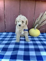 Scout, a male Miniature Goldendoodle for sale in Fredericksburg, OH – 5 of 10
