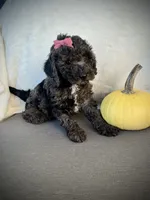 Patsy, a female Miniature Goldendoodle for sale in Fredericksburg, OH – 6 of 8