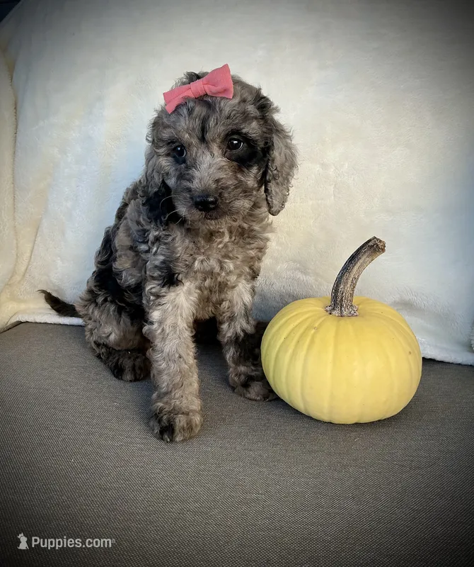 Lily, a female Miniature Goldendoodle for sale in Fredericksburg, OH – 1 of 9
