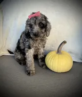 Lily, a female Miniature Goldendoodle for sale in Fredericksburg, OH – 1 of 9