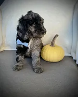 Trevor , a male Miniature Goldendoodle for sale in Fredericksburg, OH – 7 of 10