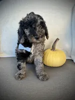 Trevor , a male Miniature Goldendoodle for sale in Fredericksburg, OH – 6 of 10