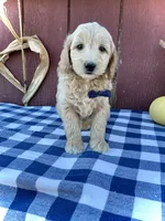 Phin, a male Miniature Goldendoodle for sale in Fredericksburg, OH – 6 of 10