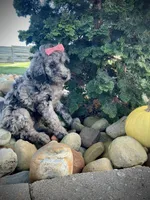 Lily, a female Miniature Goldendoodle for sale in Fredericksburg, OH – 7 of 9