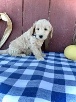 Phin, a male Miniature Goldendoodle for sale in Fredericksburg, OH – 8 of 10