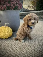 George, a male Miniature Goldendoodle for sale in Fredericksburg, OH – 4 of 10