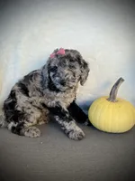 Zoey, a female Miniature Goldendoodle for sale in Fredericksburg, OH – 2 of 9