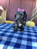 Daisy, a female Miniature Goldendoodle for sale in Fredericksburg, OH – 9 of 10