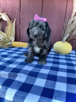 Daisy, a female Miniature Goldendoodle for sale in Fredericksburg, OH – 7 of 10