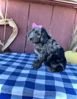 Daisy, a female Miniature Goldendoodle for sale in Fredericksburg, OH – 2 of 10