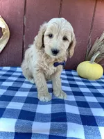 Phin, a male Miniature Goldendoodle for sale in Fredericksburg, OH – 9 of 10