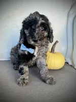 Trevor , a male Miniature Goldendoodle for sale in Fredericksburg, OH – 9 of 10