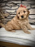 Arya, a female Miniature Goldendoodle for sale in Fredericksburg, OH – Photo 4 of 9